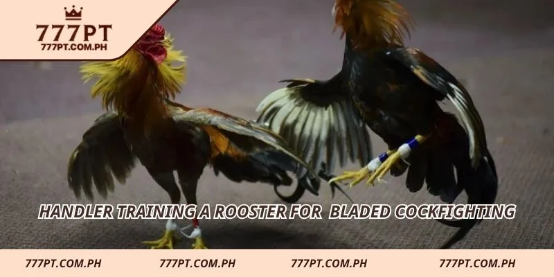 Handler training a rooster for  bladed cockfighting