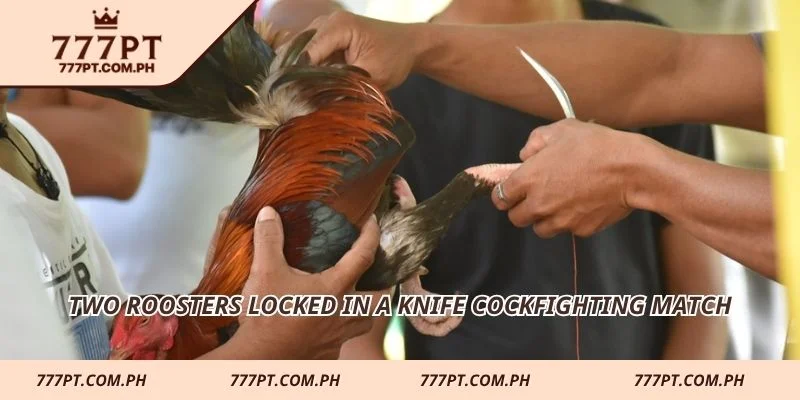 Two roosters locked in a knife cockfighting match