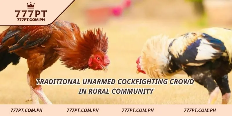 Traditional unarmed cockfighting crowd in rural community