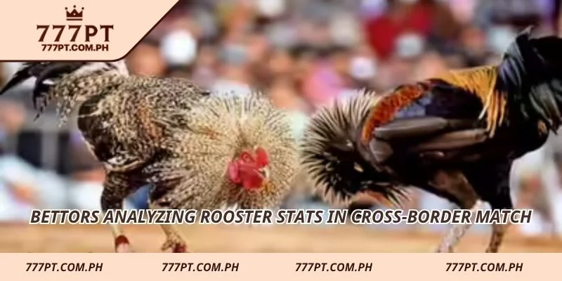 Bettors analyzing rooster stats in cross-border match