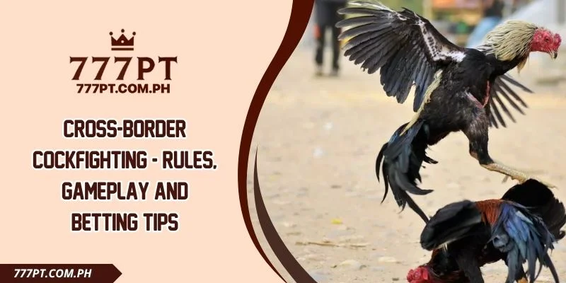 Cross-Border Cockfighting - Rules, Gameplay And Betting Tips