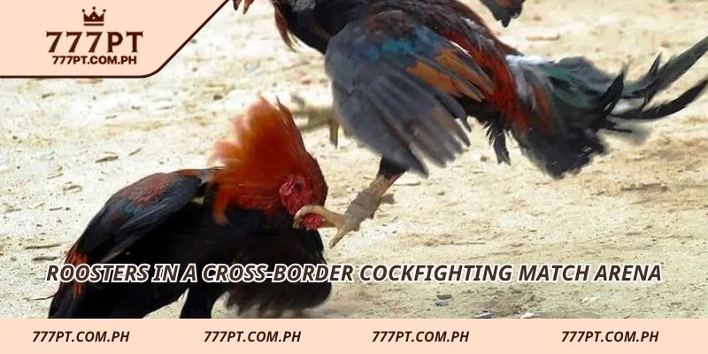 Roosters in a cross-border cockfighting match arena