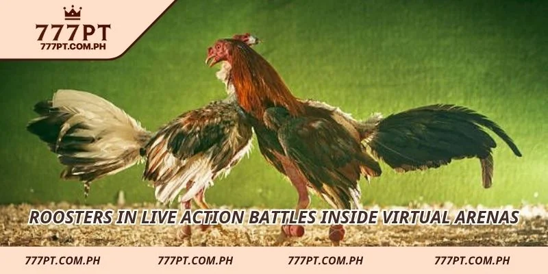 Roosters in live action battles inside virtual arenas